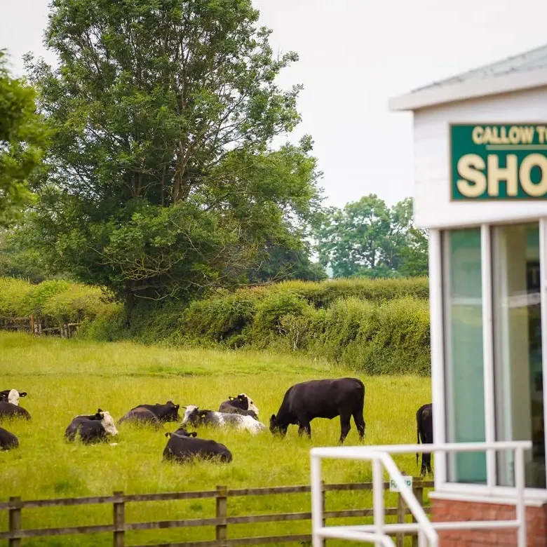 Cattle grazing beside the farm shop at Callow Top