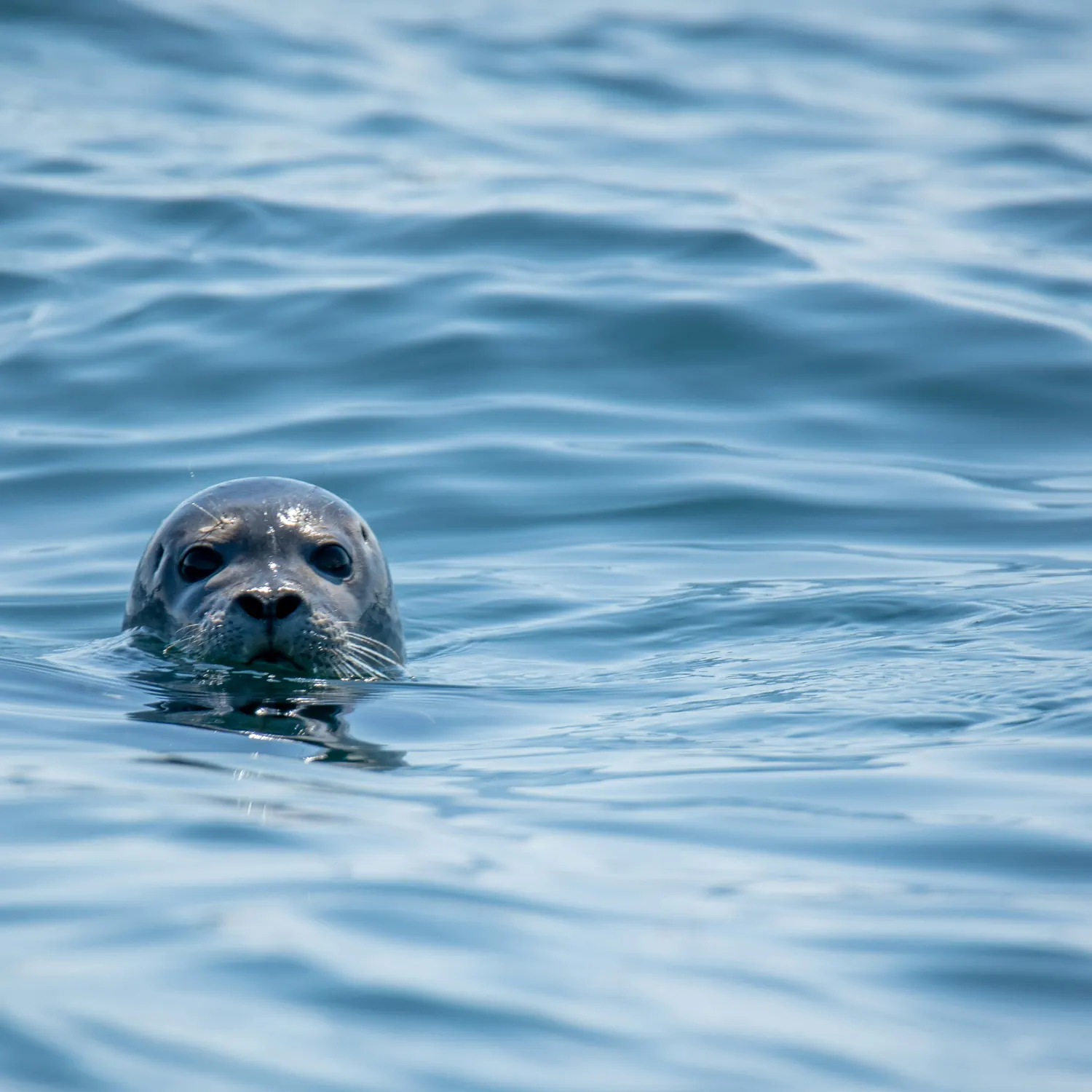 A grey seal surfacing in the bay off St Ives