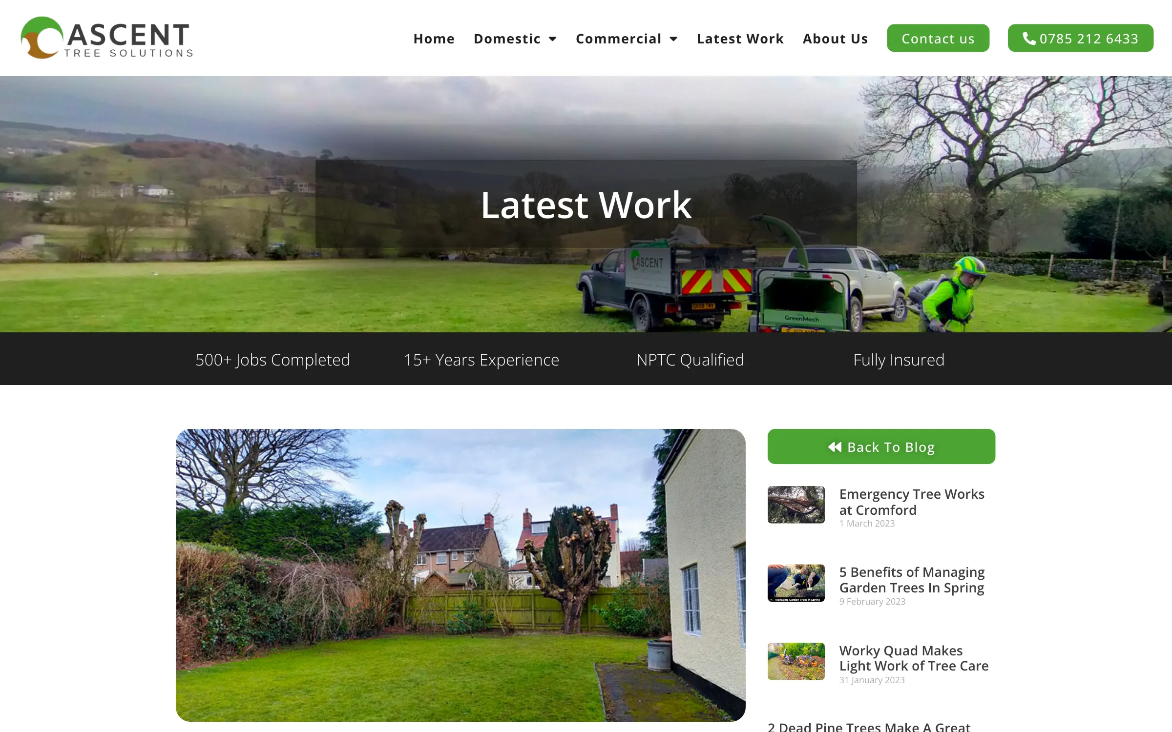 A horse chestnut pollarding project
